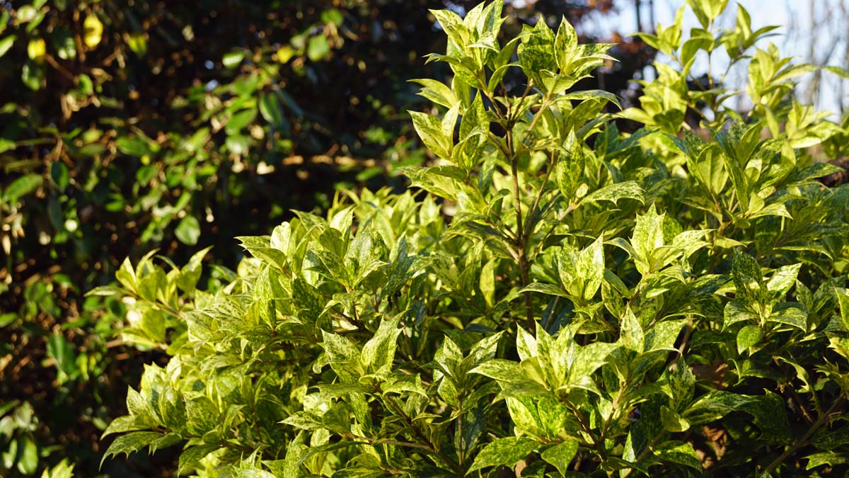 Osmanthus heterophyllus 'Aureomarginatus' Tuinplanten blad