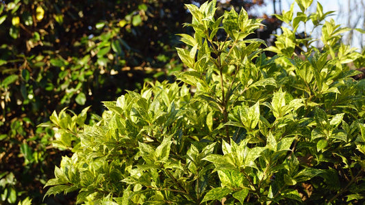 Osmanthus heterophyllus 'Aureomarginatus' Tuinplanten blad