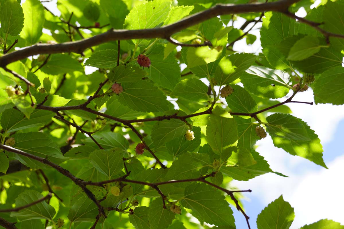 Morus alba 'Issai' dakboom
