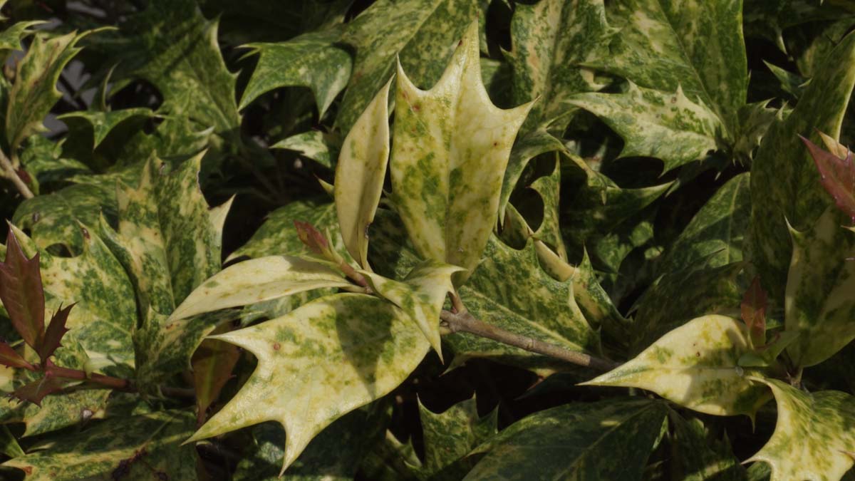 Osmanthus heterophyllus 'Goshiki' Tuinplanten blad