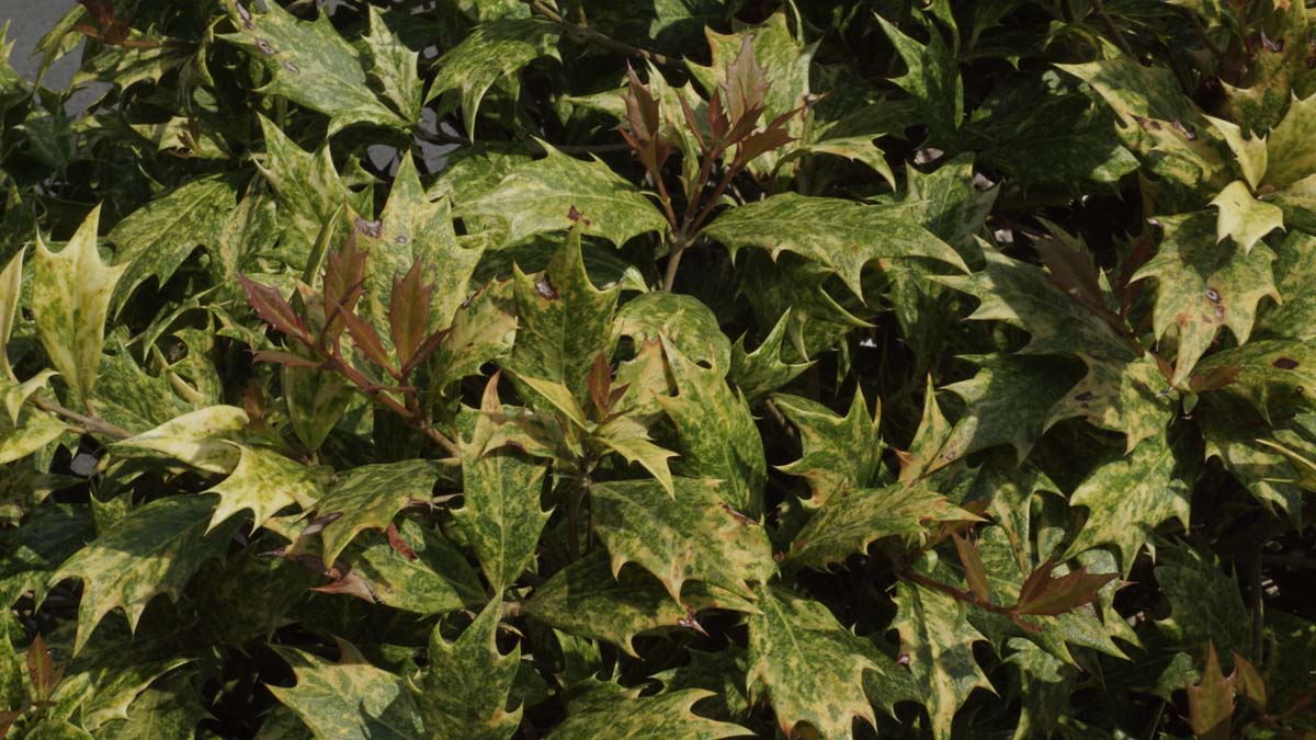Osmanthus heterophyllus 'Goshiki' meerstammig / struik blad
