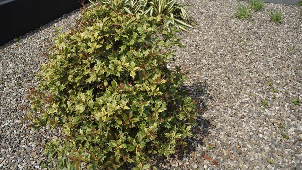 Osmanthus heterophyllus 'Goshiki' Tuinplanten