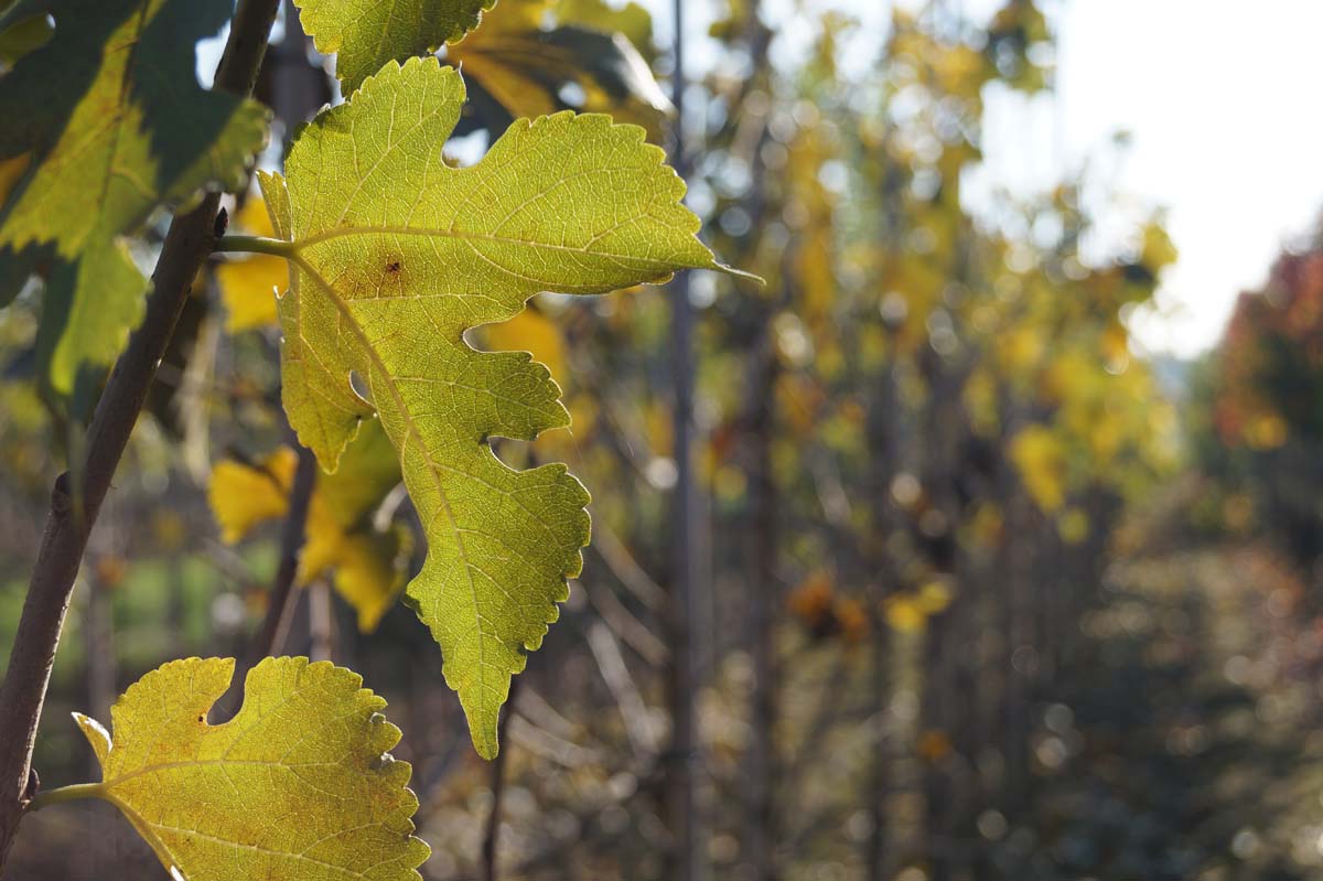 Morus nigra Tuinplanten
