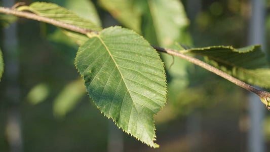Ostrya carpinifolia solitair