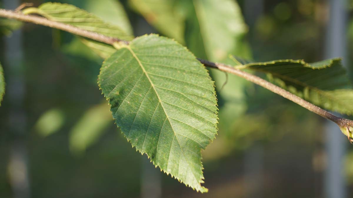 Ostrya carpinifolia meerstammig / struik
