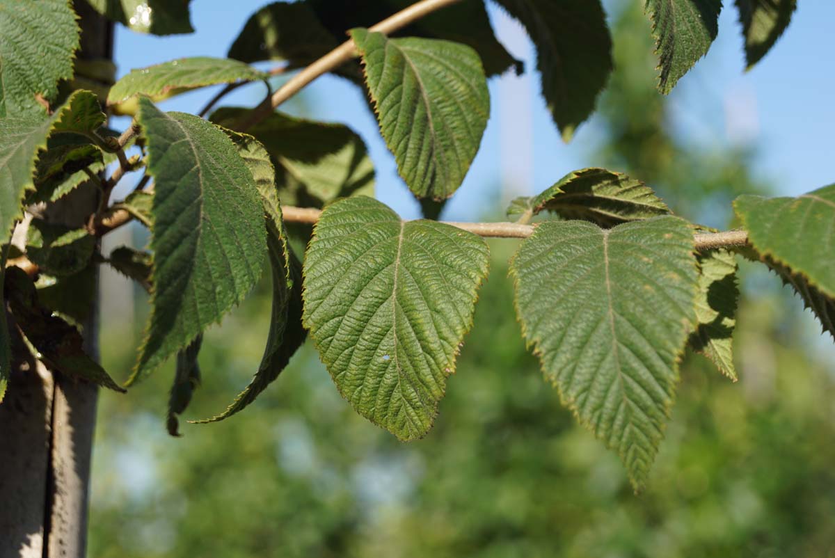 Ostrya carpinifolia solitair