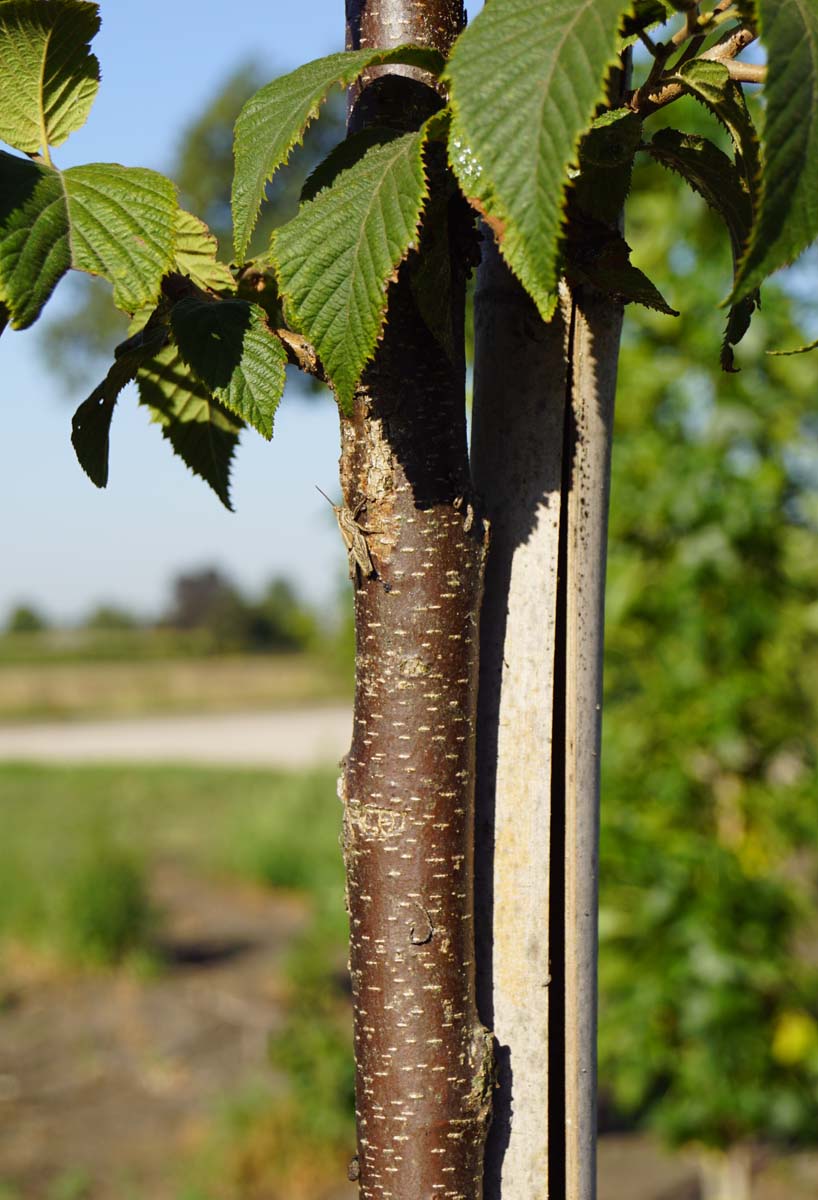 Ostrya japonica op stam