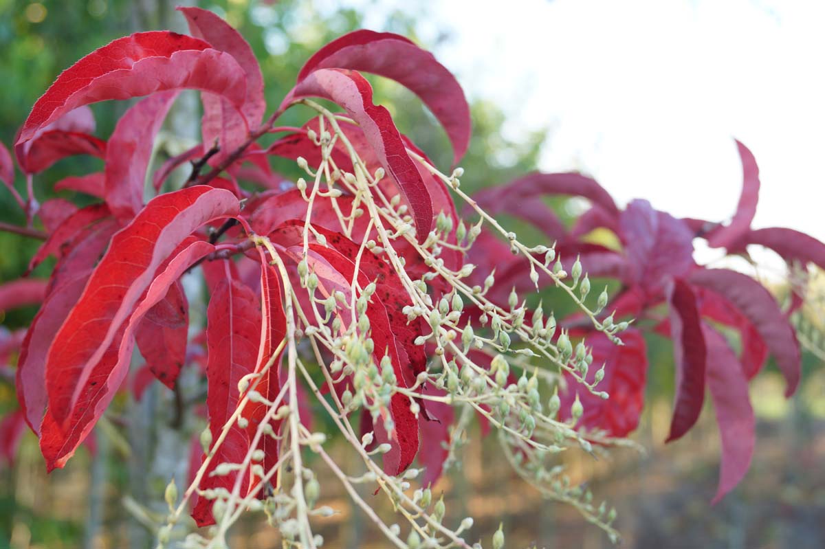 Oxydendrum arboreum meerstammig / struik bloem