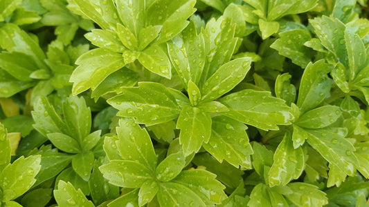 Pachysandra terminalis 'Green Carpet'