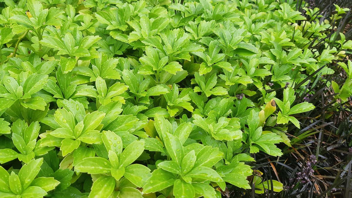 Pachysandra terminalis 'Green Carpet'
