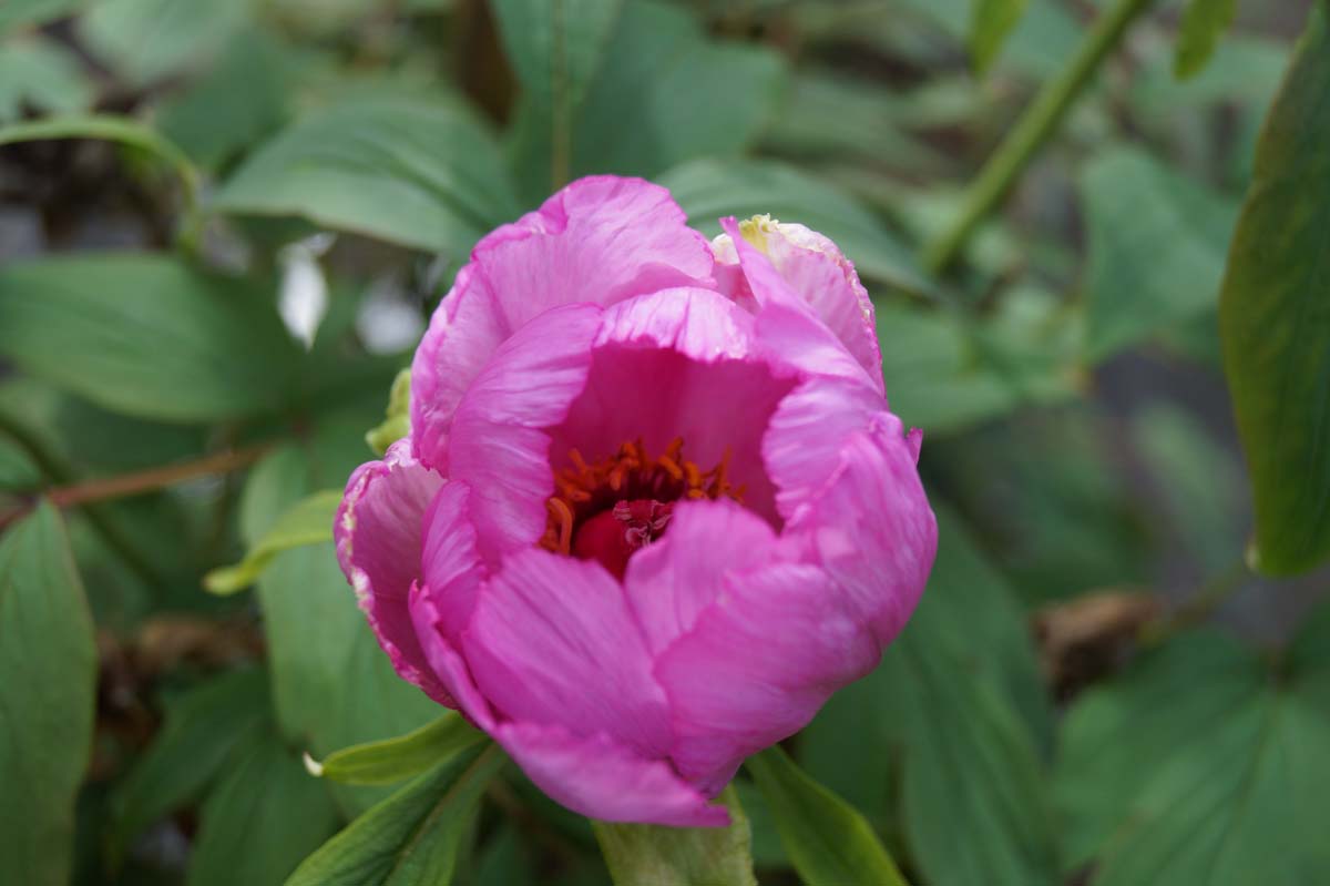 Paeonia delavayi Tuinplanten
