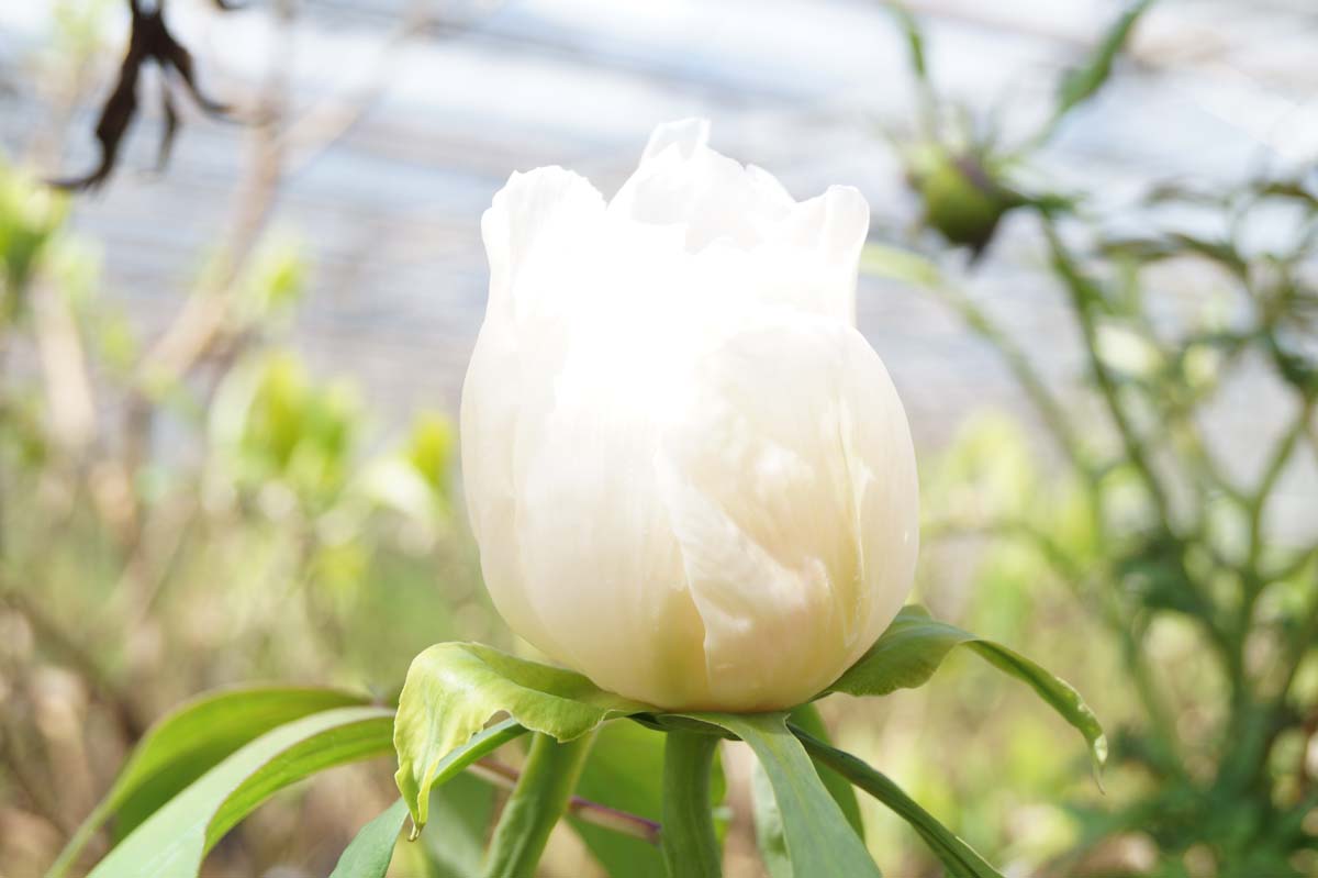 Paeonia delavayi meerstammig / struik