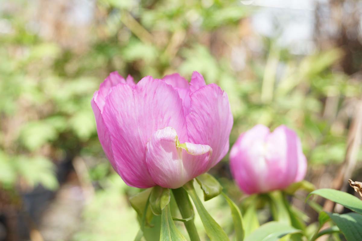 Paeonia delavayi Tuinplanten