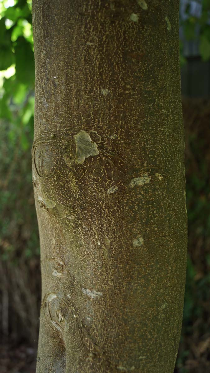 Parrotia persica 'Pendula' solitair