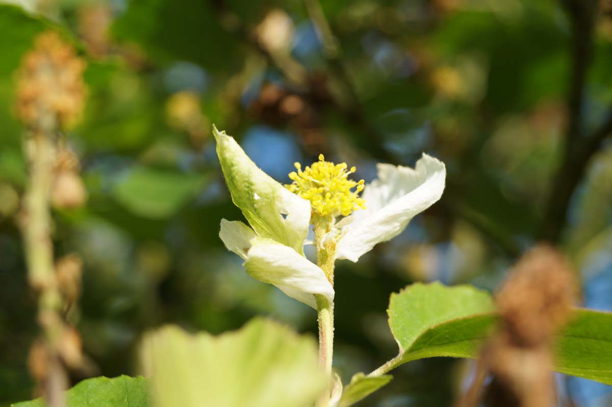 Parrotiopsis jacquemontiana Tuinplanten