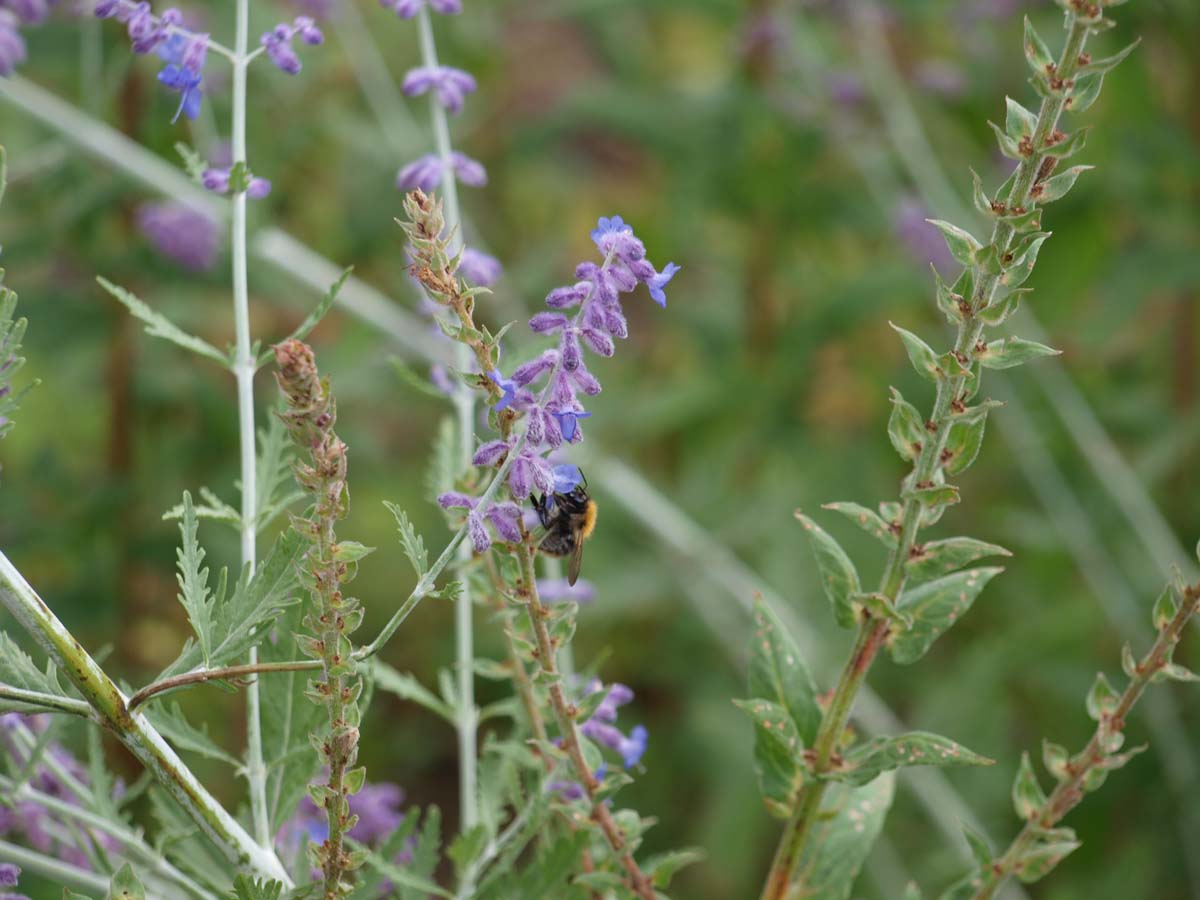 Perovskia atriplicifolia op stam