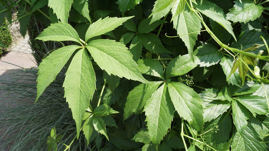 Parthenocissus quinquefolia engelmannii