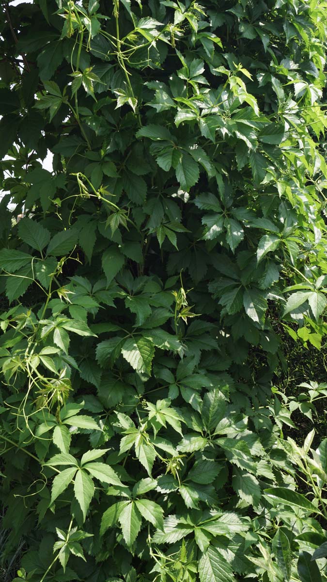 Parthenocissus quinquefolia engelmannii
