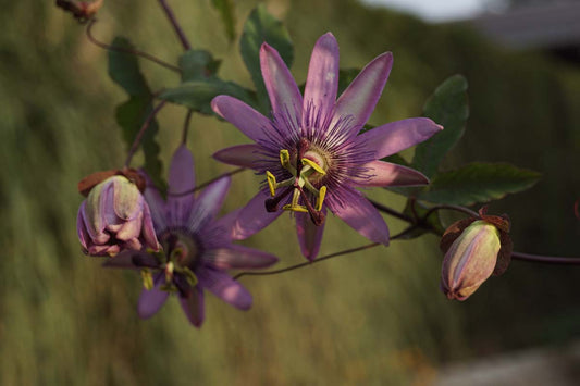 Passiflora 'Amethyst'