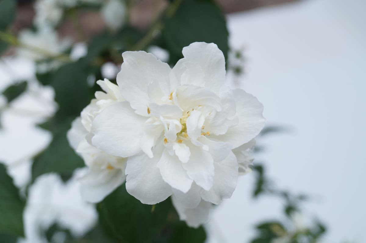 Philadelphus 'Snowbelle' Tuinplanten