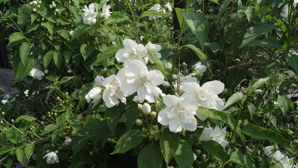 Philadelphus 'Snowbelle' Tuinplanten