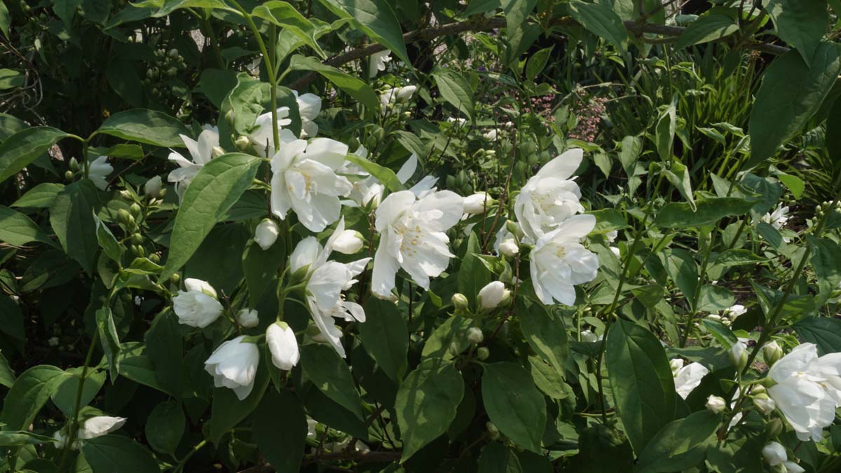 Philadelphus 'Snowbelle' meerstammig / struik