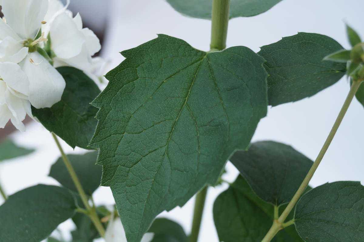 Philadelphus 'Snowbelle' meerstammig / struik