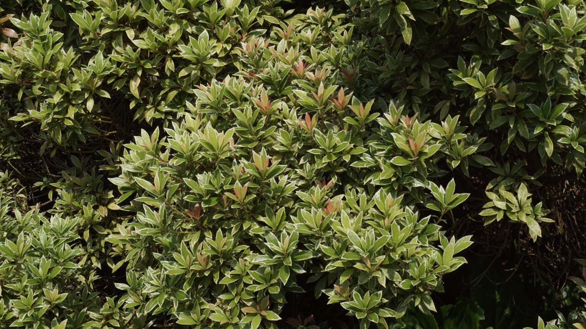 Pieris japonica 'Little Heath'