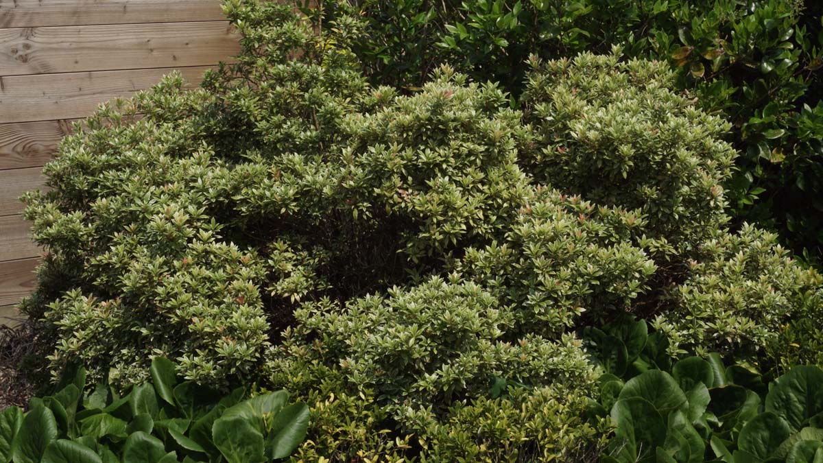 Pieris japonica 'Little Heath'