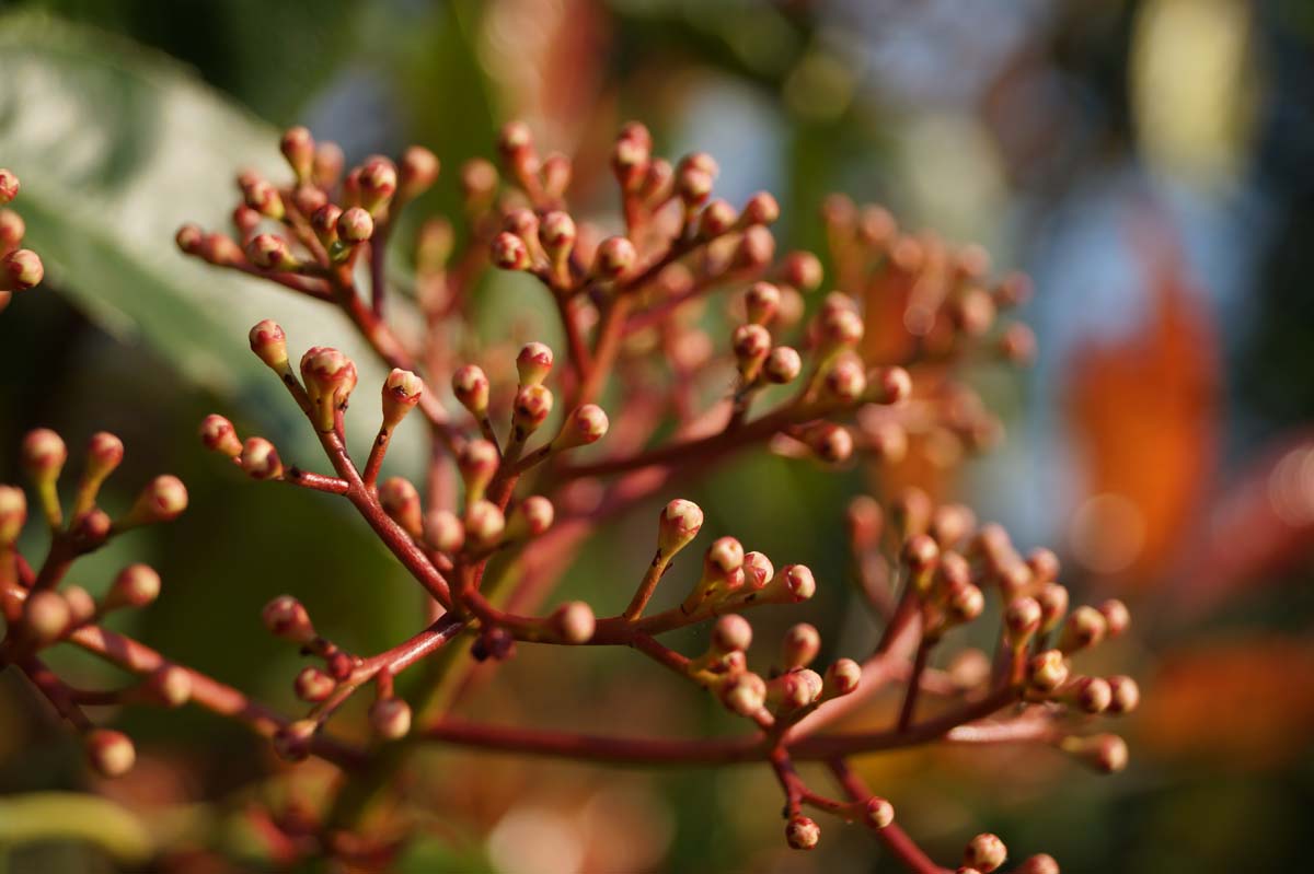 Photinia fraseri 'Red Robin' leiboom bloemknop