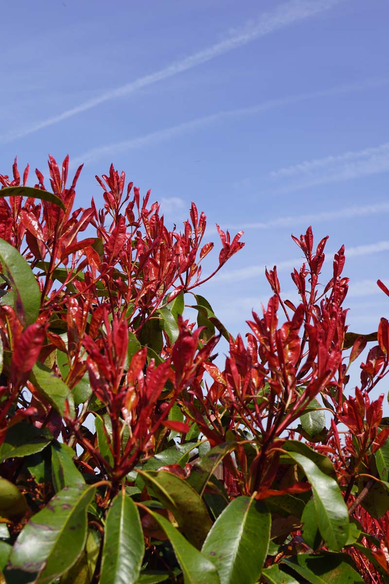 Photinia fraseri 'Red Robin' leiboom blad