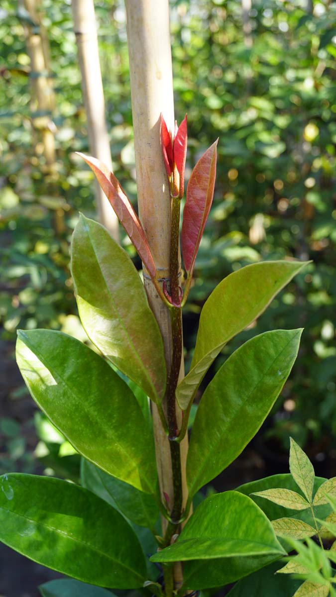 Pileostegia viburnoides meerstammig / struik