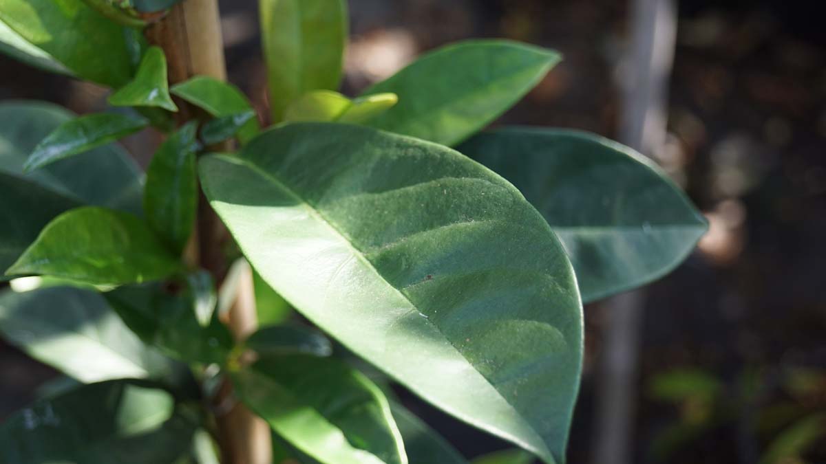Pileostegia viburnoides Tuinplanten