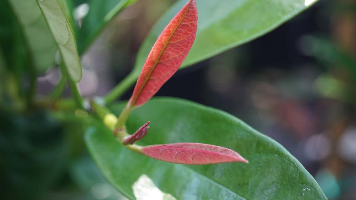 Pileostegia viburnoides Tuinplanten