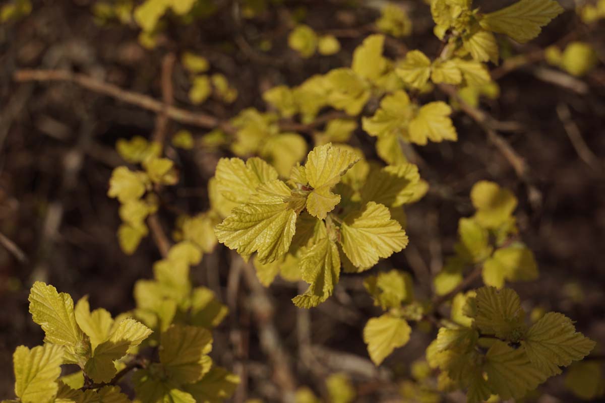 Physocarpus opulifolius 'Dart's Gold' haagplant