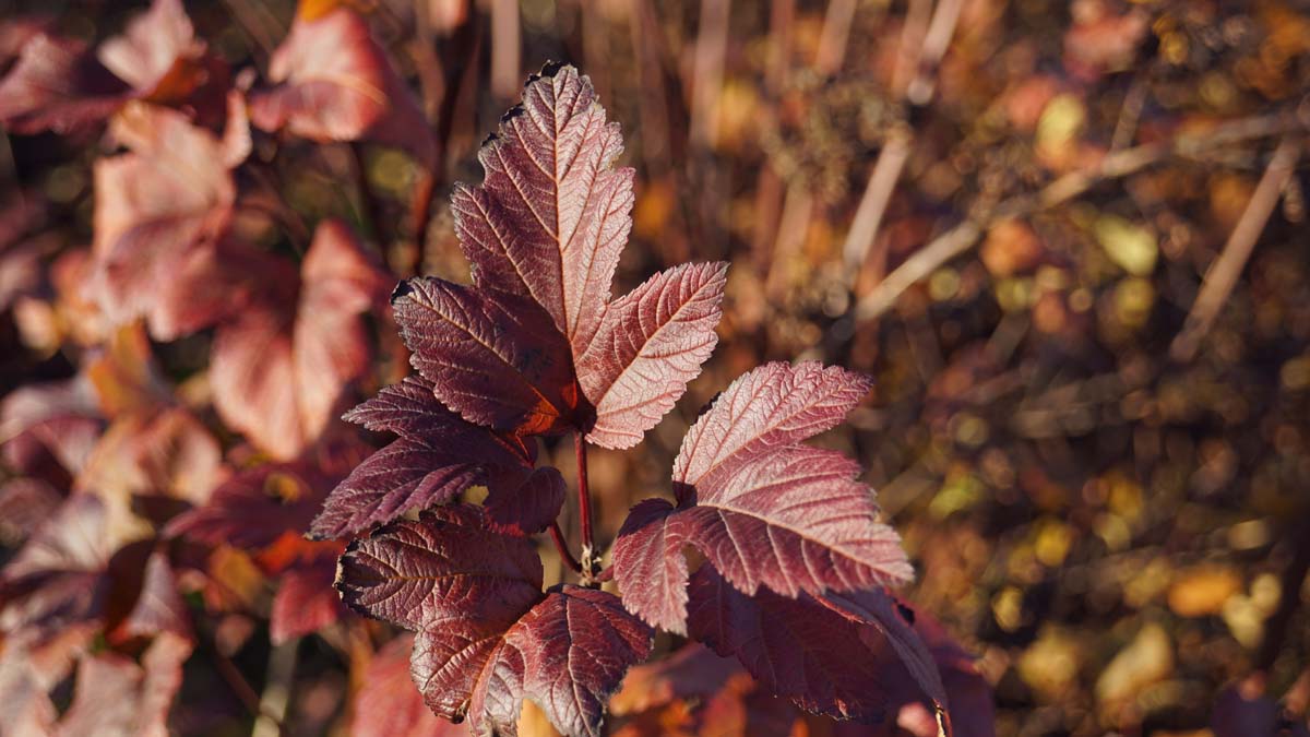 Physocarpus opulifolius 'Diabolo' Tuinplanten