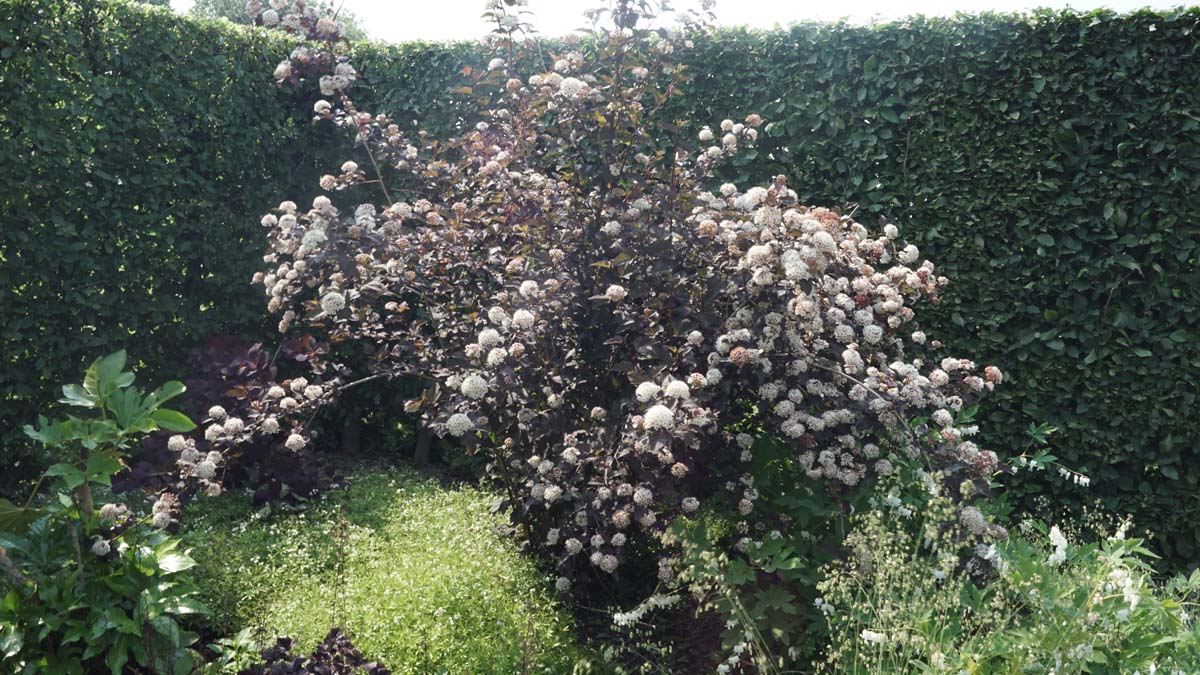 Physocarpus opulifolius 'Diabolo' Tuinplanten
