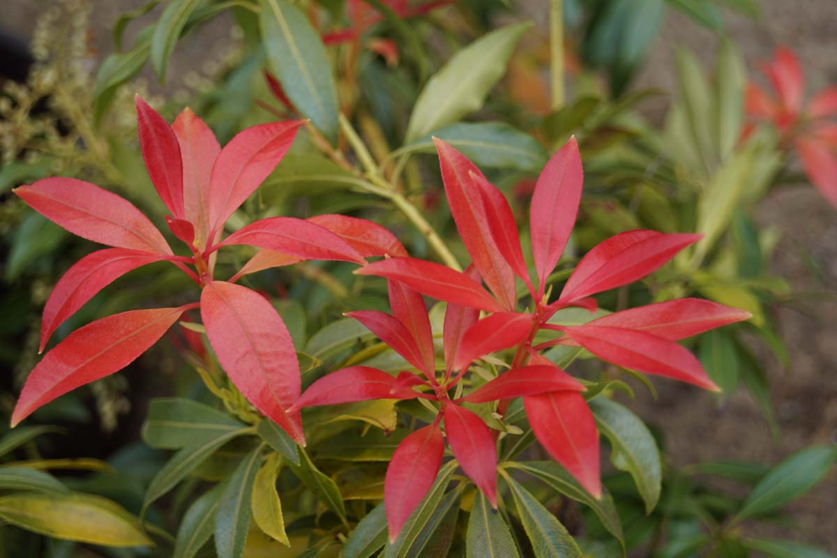 Pieris 'Forest Flame' Tuinplanten blad