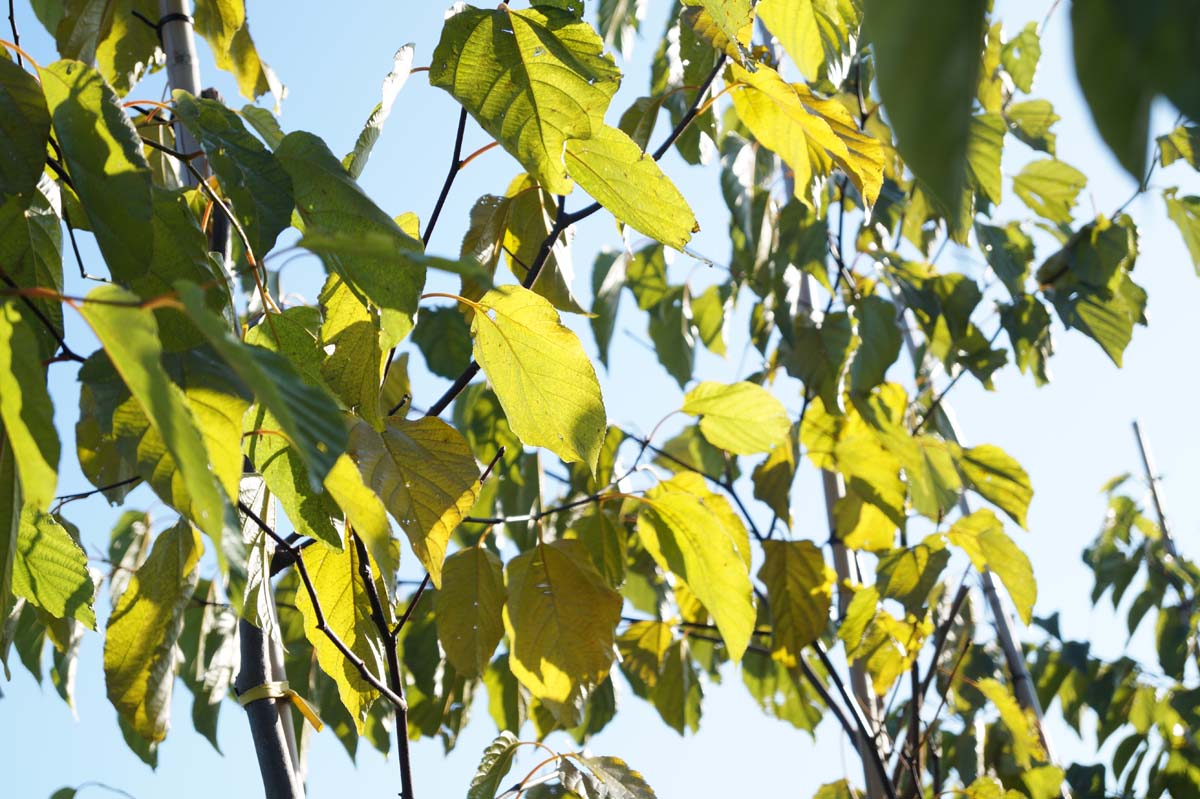 Poliothyrsis sinensis Tuinplanten