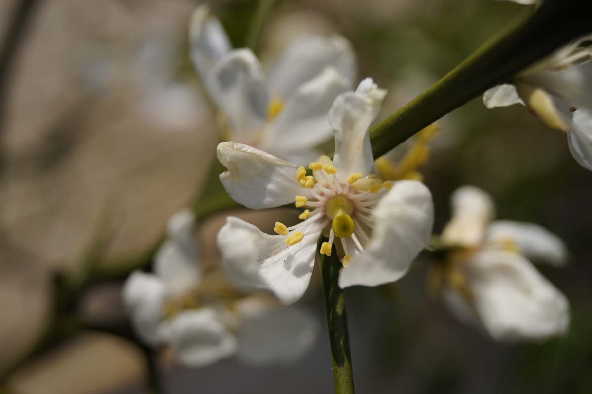 Citrus trifoliata meerstammig / struik