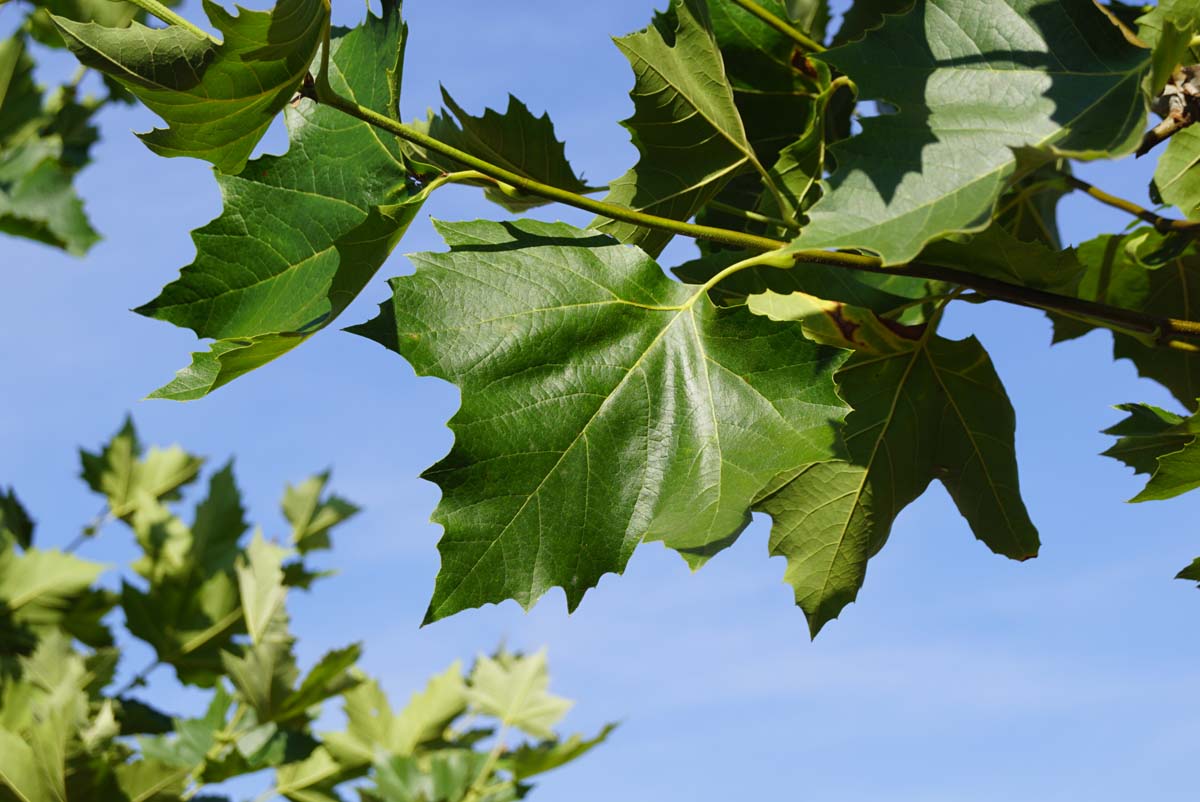 Platanus hispanica 'Pyramidalis' op stam blad