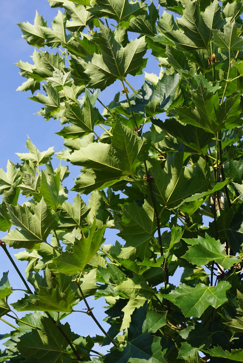 Platanus hispanica 'Pyramidalis' op stam twijg