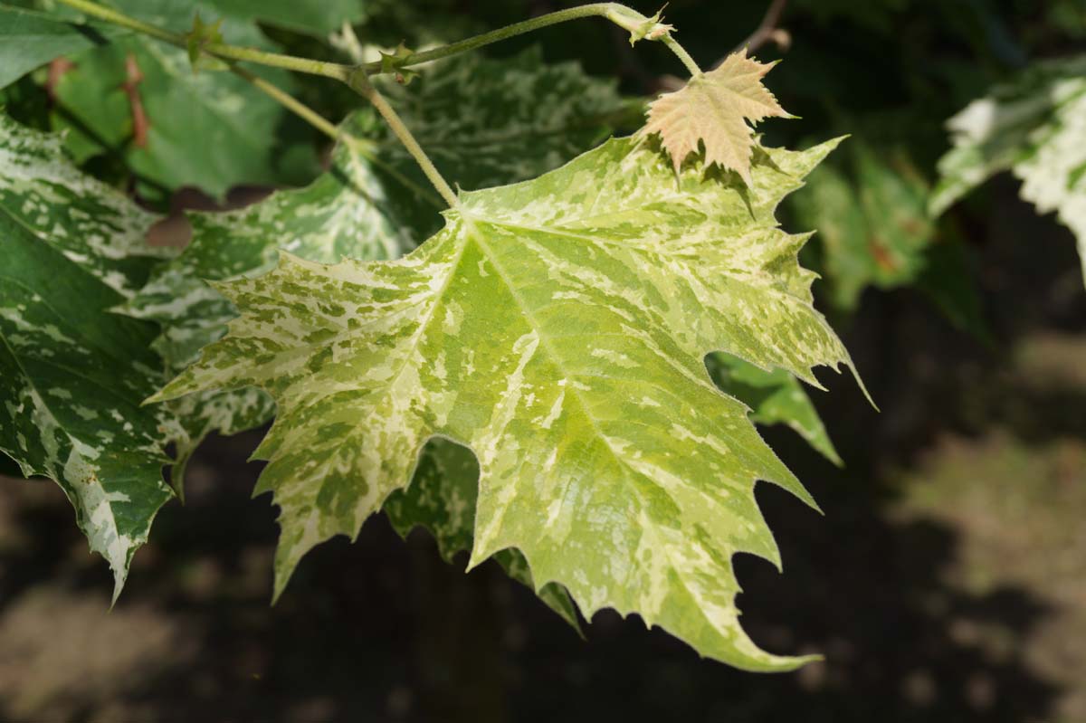 Platanus hispanica 'Suttneri' op stam