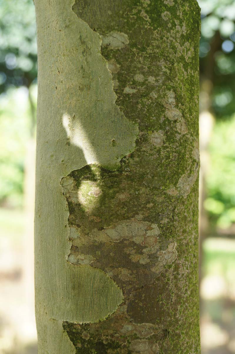 Platanus hispanica 'Suttneri' op stam