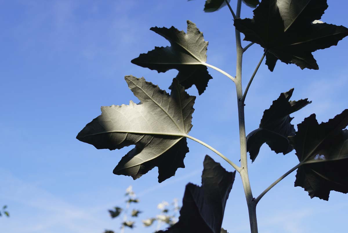 Populus alba haagplant blad