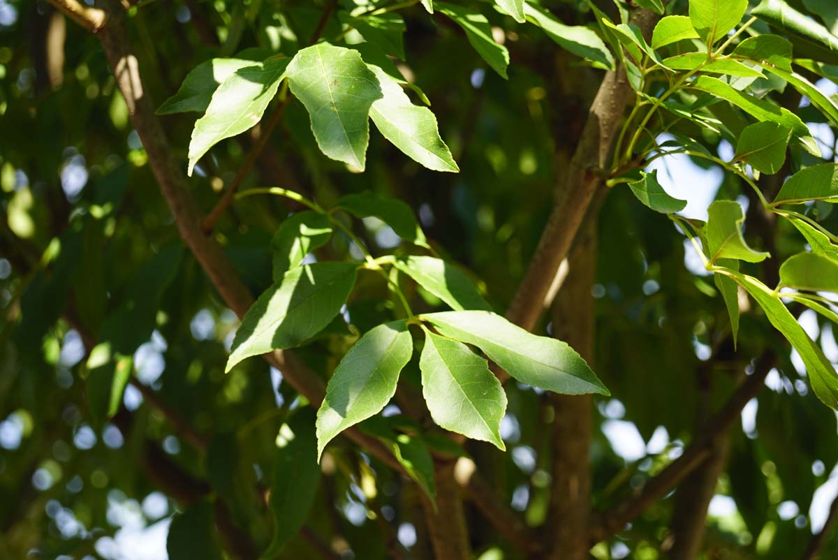 Fraxinus ornus 'Paus Johannes-Paulus II' op stam