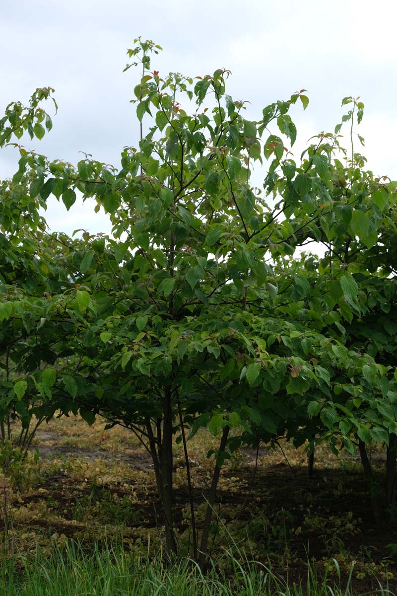 Cornus controversa meerstammig / struik struik