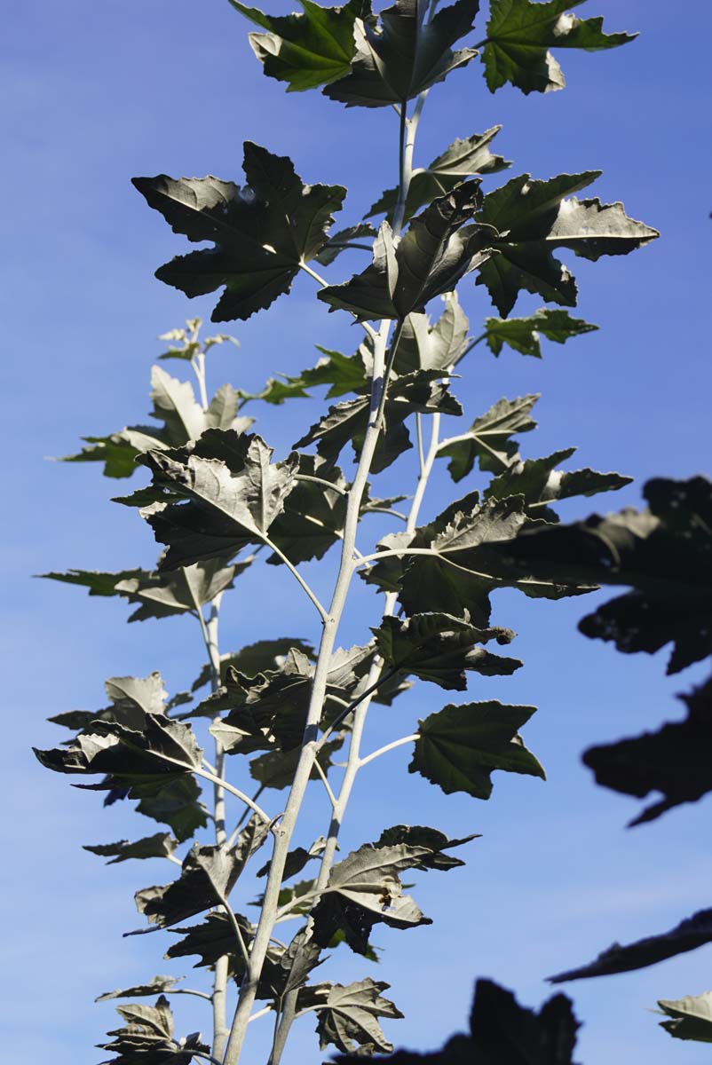 Populus alba haagplant twijg