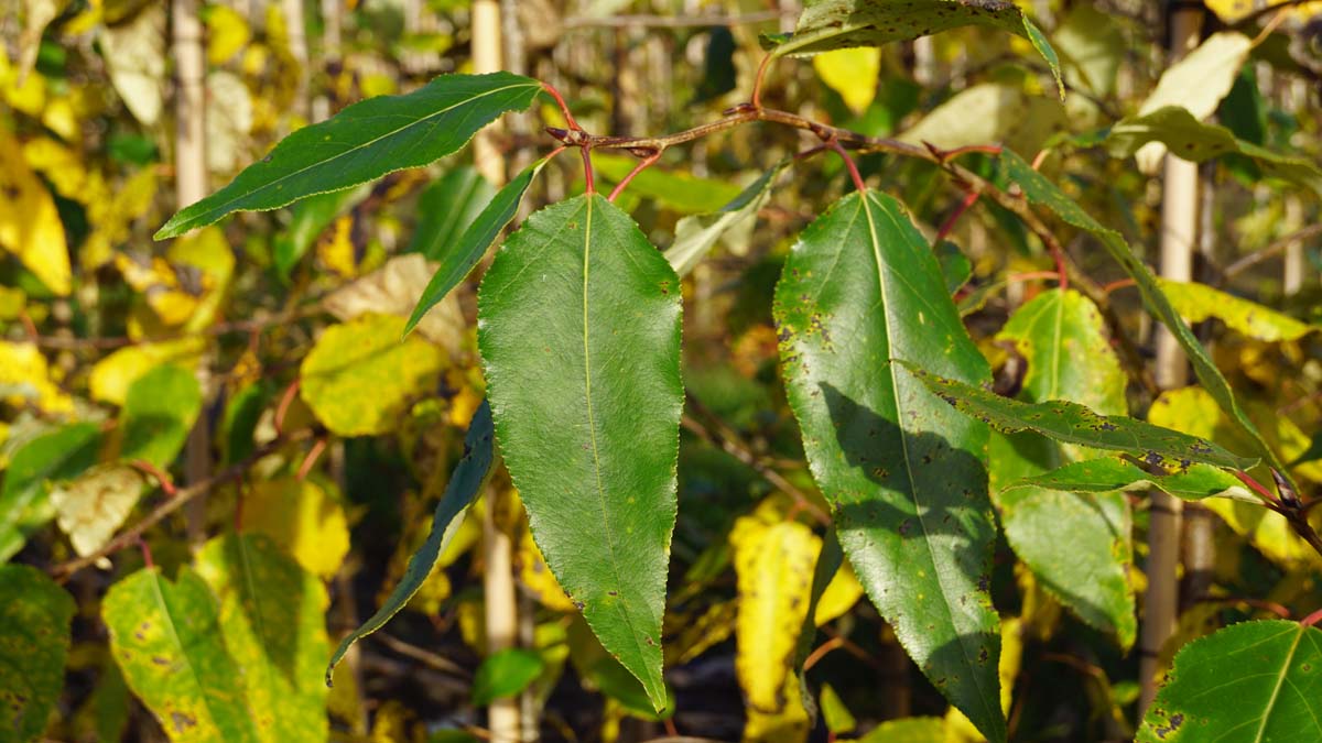 Populus balsamifera Tuinplanten