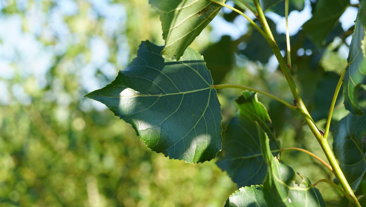 Populus nigra 'Italica' solitair blad